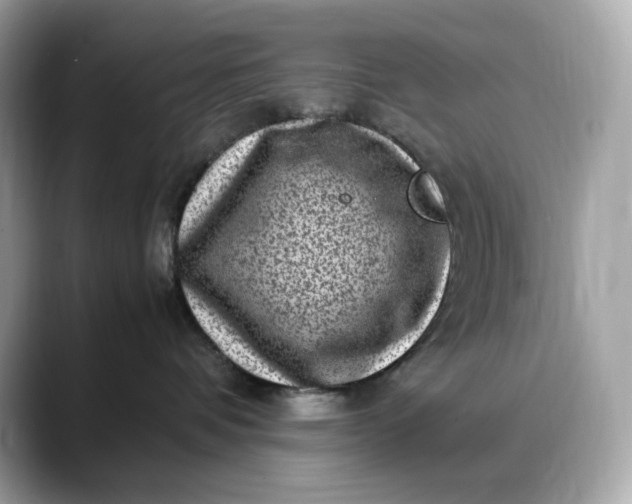 X0000088360336200706051028