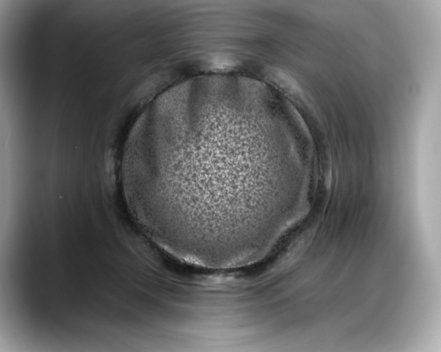 X0000088360366200706051027