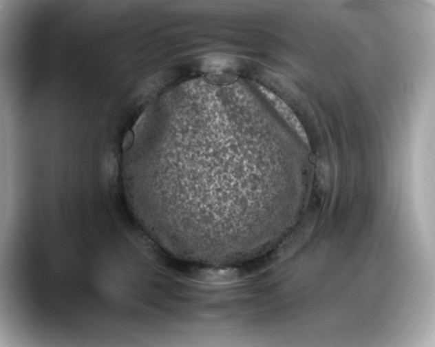 X0000088360375200706051027