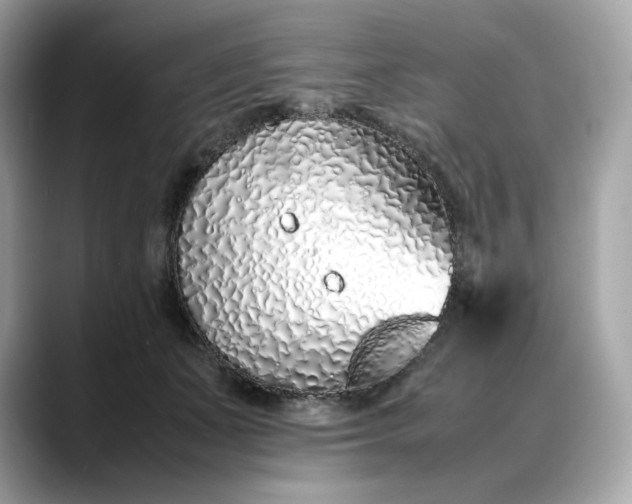 X0000088360511200706051026