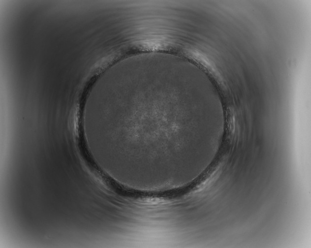 X0000088360590200706051025