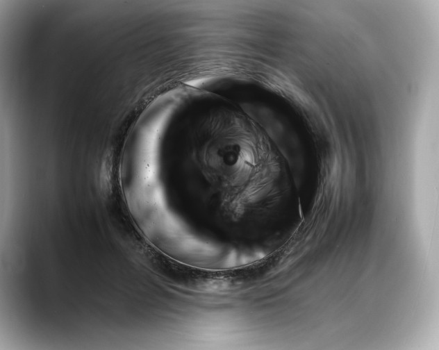 X0000088360600200706051024