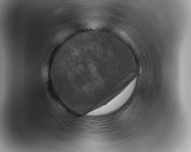 X0000088360640200706051024