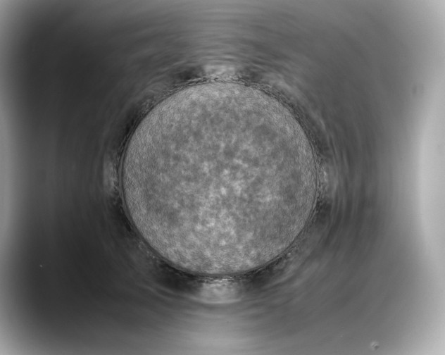 X0000088360705200706051023