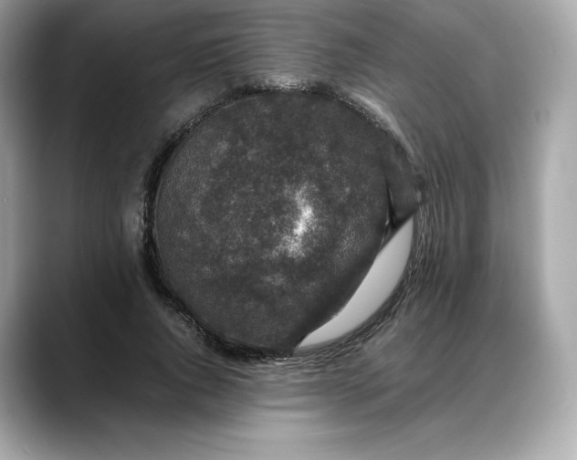 X0000088360736200706051023