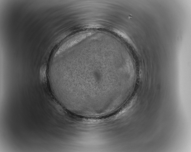 X0000088360873200706051021