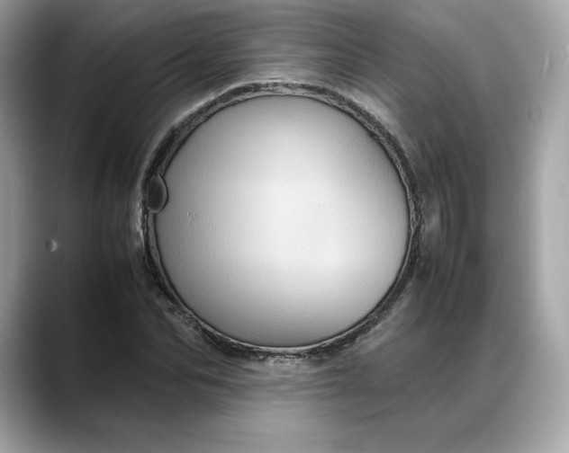 X0000088360974200706051020