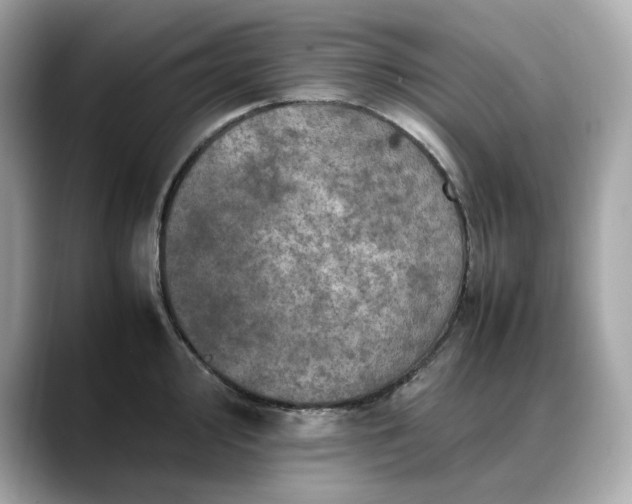 X0000088361000200706051020