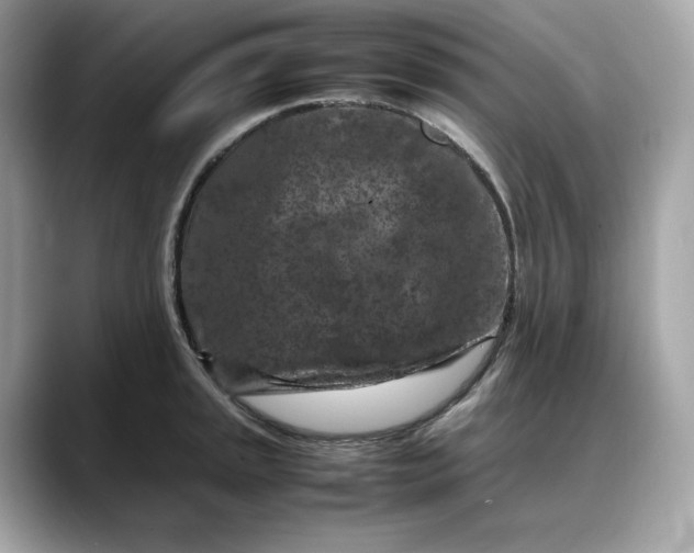 X0000088361045200706051020