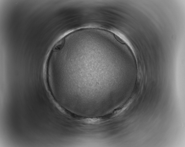 X0000088361053200706051020