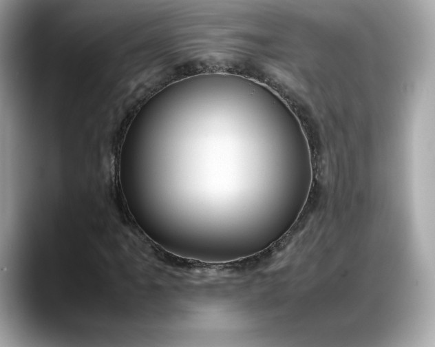 X0000088361061200706051019