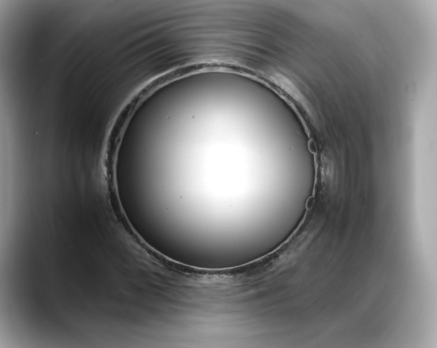 X0000088361068200706051019