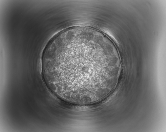 X0000088361079200706051019