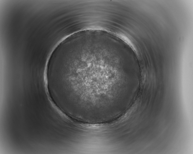 X0000088361084200706051019