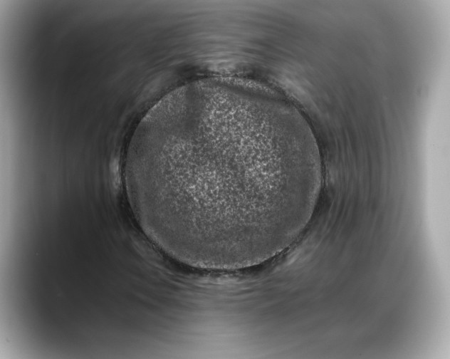 X0000088361106200706051018