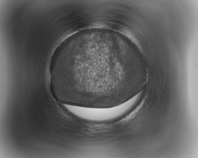 X0000088361117200706051018