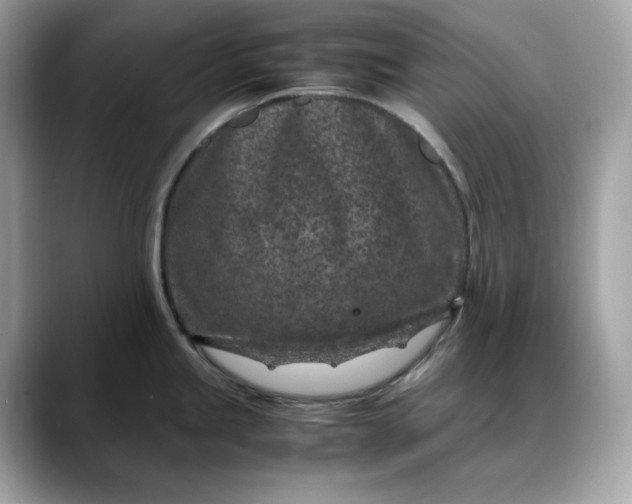 X0000088361245200706051017