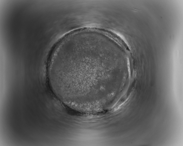 X0000088361263200706051017