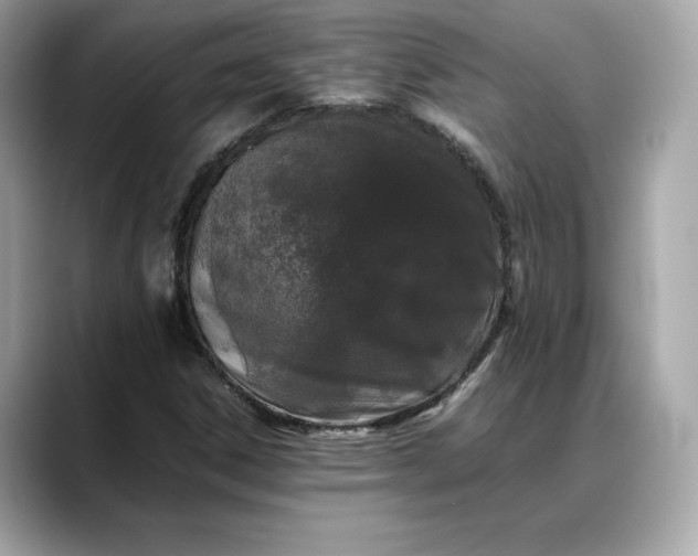 X0000088361306200706051016