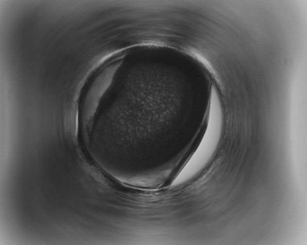 X0000088361323200706051016