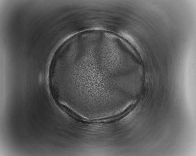 X0000088361331200706051016