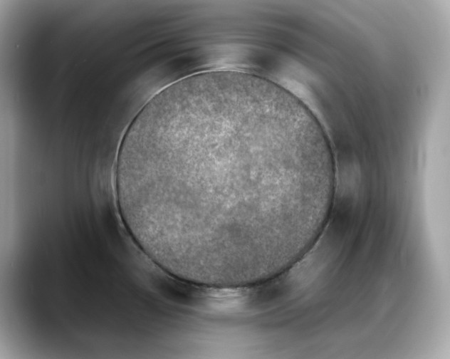 X0000088361338200706051016