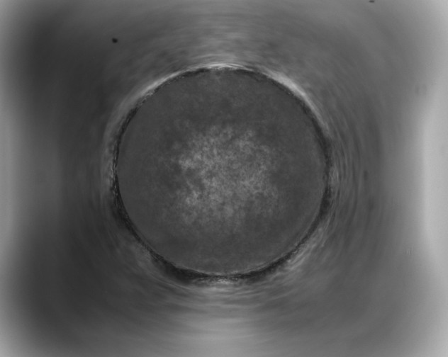 X0000088361359200706051016