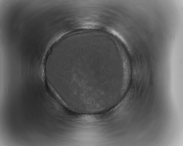 X0000088361362200706051016