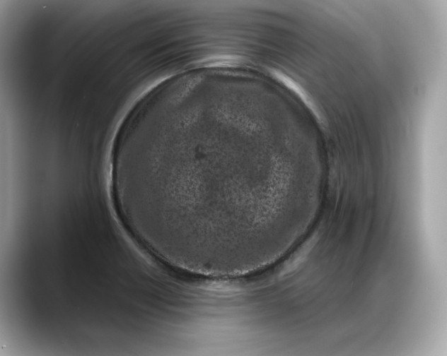 X0000088361418200706051015