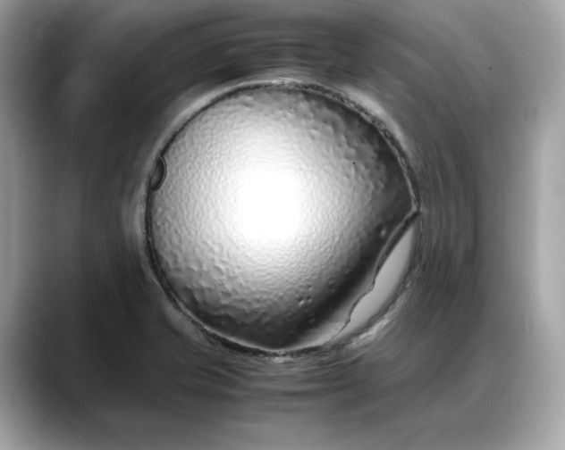 X0000088361421200706051015