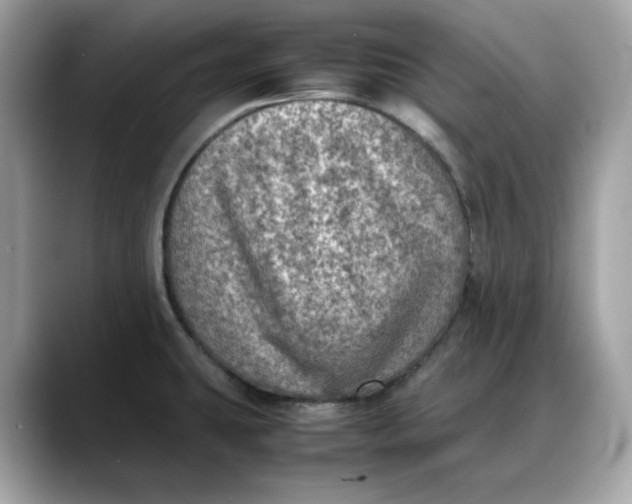 X0000088361431200706051015