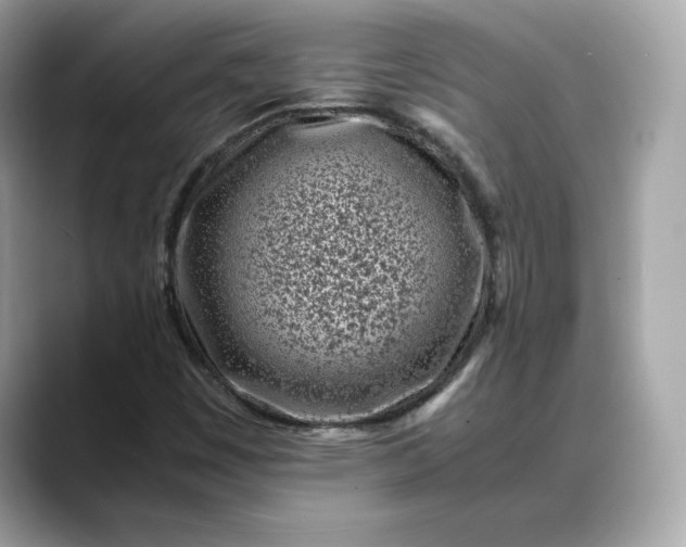 X0000088361449200706051015