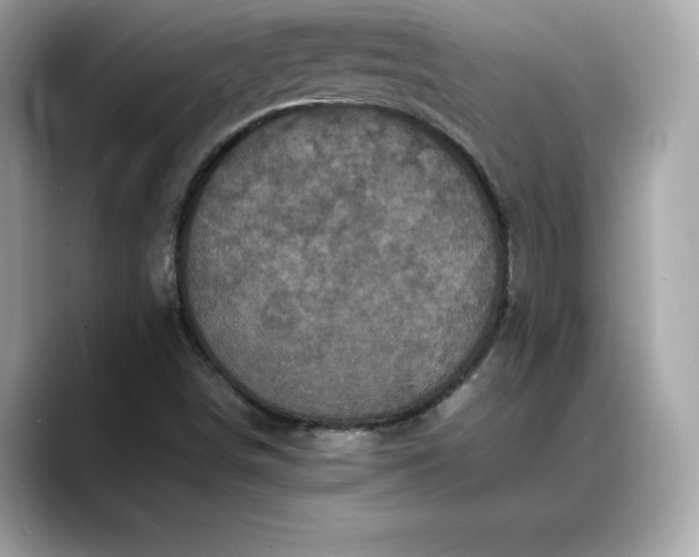 X0000088361498200706051014