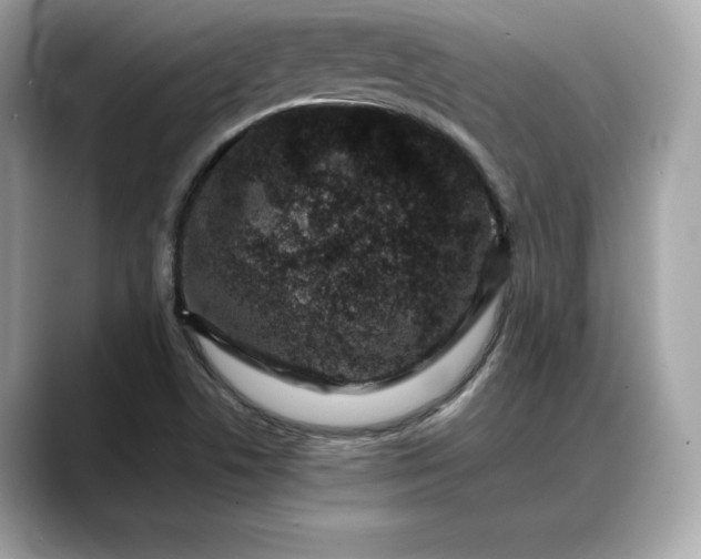 X0000088361506200706051014