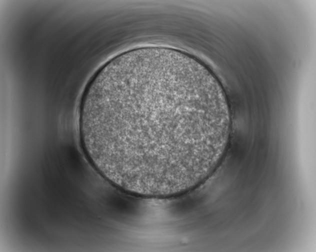 X0000088361514200706051014