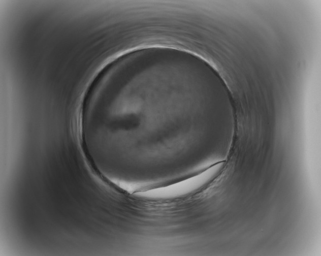 X0000088361515200706051014