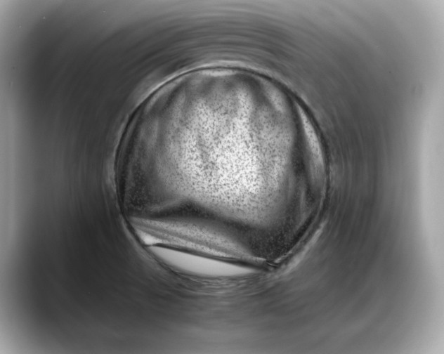 X0000088361521200706051014