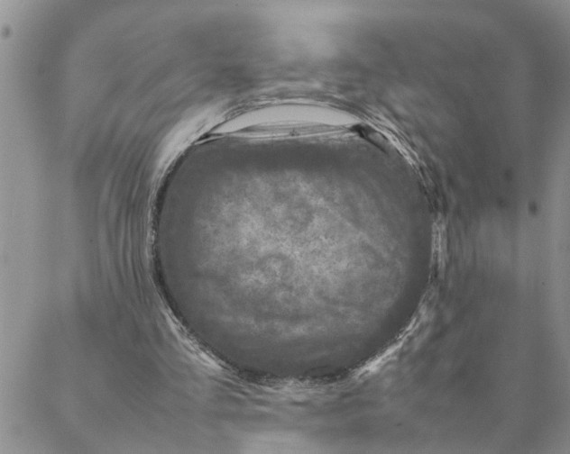 X0000088360293200706121102