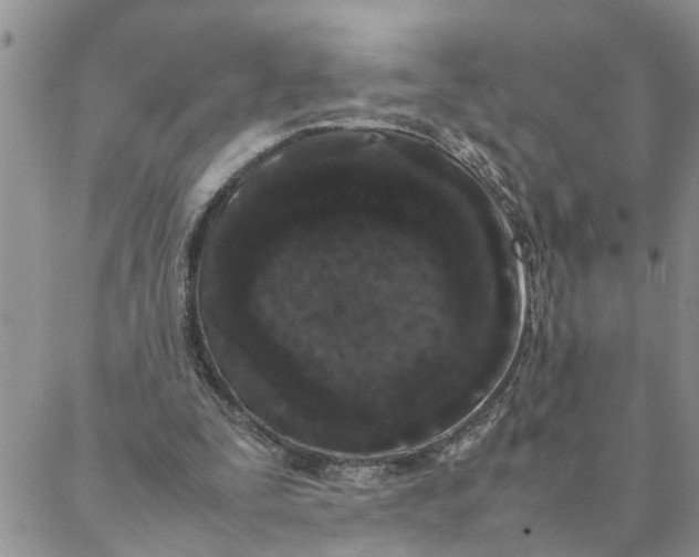 X0000088360295200706121102