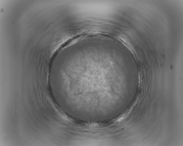 X0000088360301200706121102