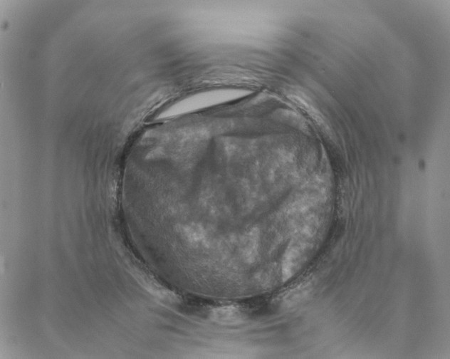 X0000088360309200706121102