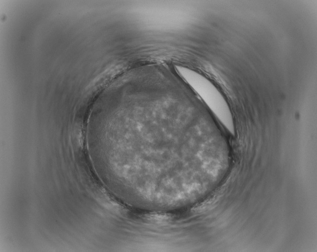 X0000088360313200706121102