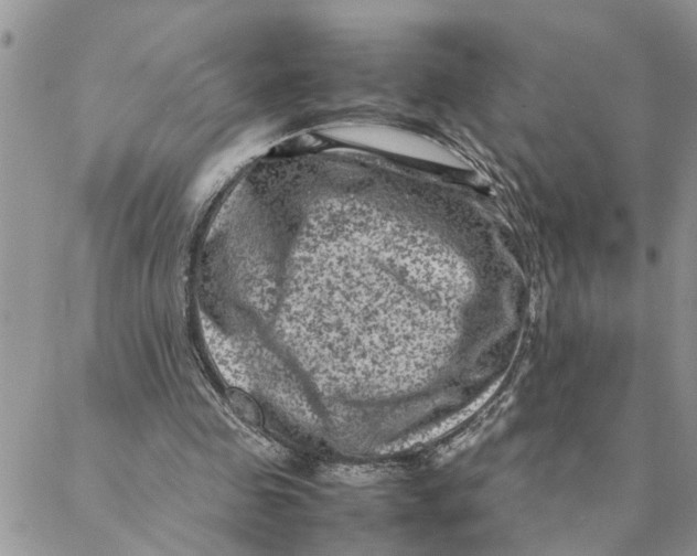 X0000088360341200706121100