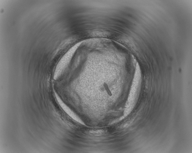 X0000088360357200706121101