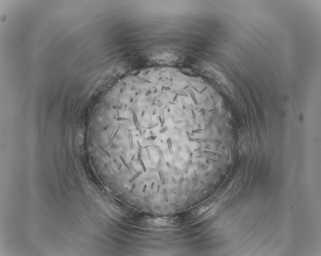 X0000088360365200706121101