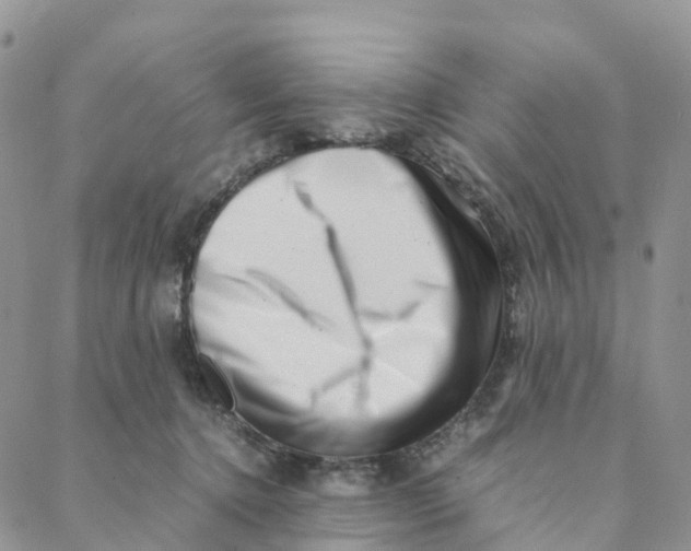 X0000088360368200706121101