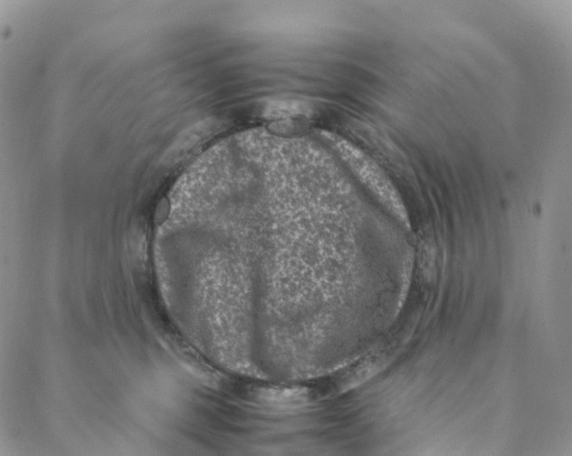 X0000088360375200706121101