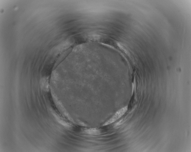 X0000088360383200706121101