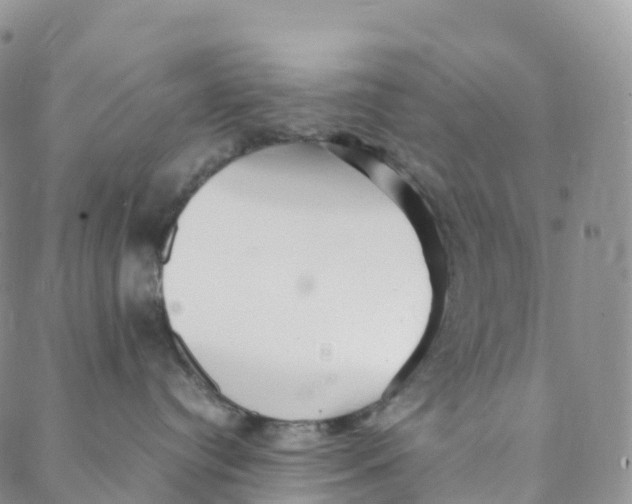 X0000088360384200706121101