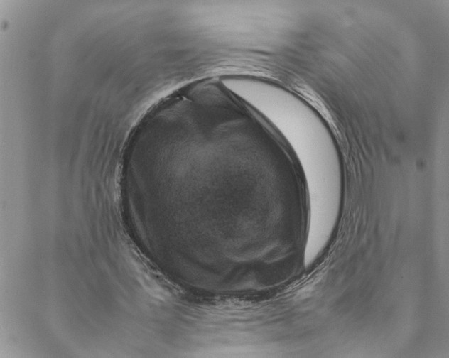 X0000088360387200706121100